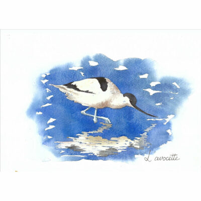 "A-Avocette"