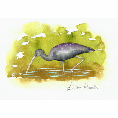 "A-Falcinelle"