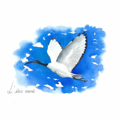 "A-Ibis"