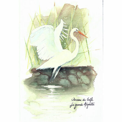 "A-Aigrette"