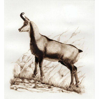 "G: L’isard"
