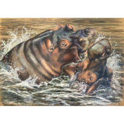 "P: Combat d’hippopotames"