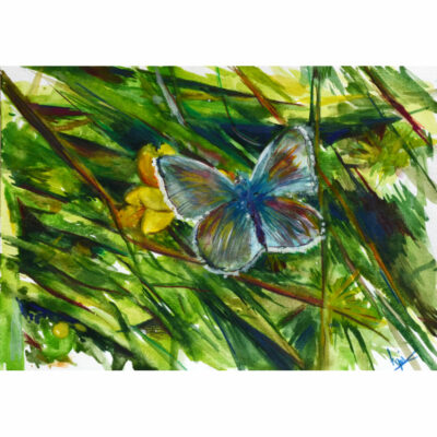 "L'argus bleu"