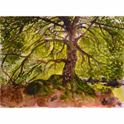"L'arbre sacré du Chiroulet"