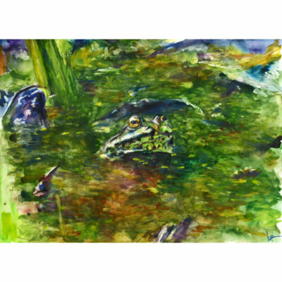 "Grenouille des Gayeulles"