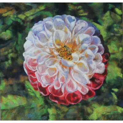 "Dahlia rouge et blanc"