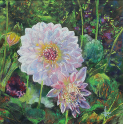 "Dahlias blancs"