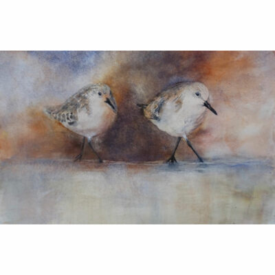 "Bécasseaux sanderling"