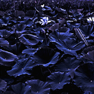 "Le jardin des secrets 9"