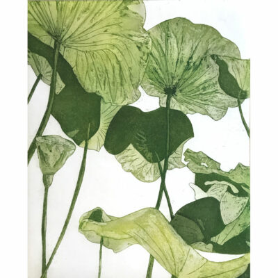 "Lotus Nelumbo"