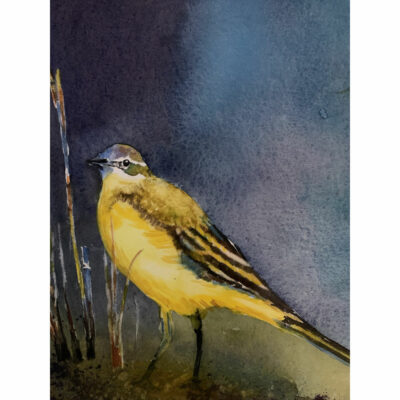 "Bergeronnette printanière"