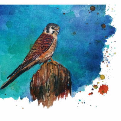 "Faucon crécerelle"