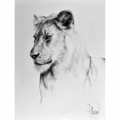 "Animalier: Madikwe"