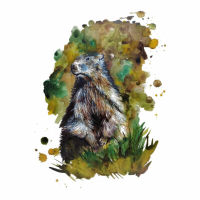 "Marmotte"
