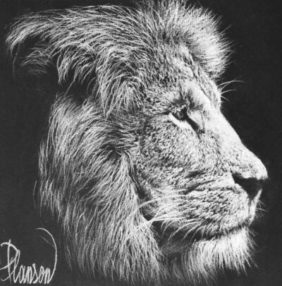 "Animalier: Shimuwini"