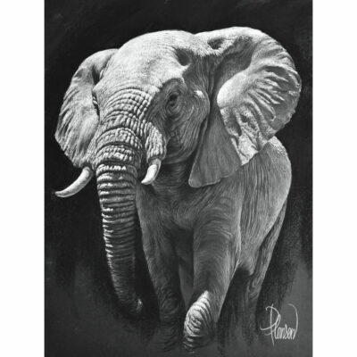 "Animalier: Shingwedzi"