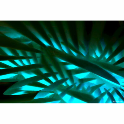 "Abstract FK2A0532C"