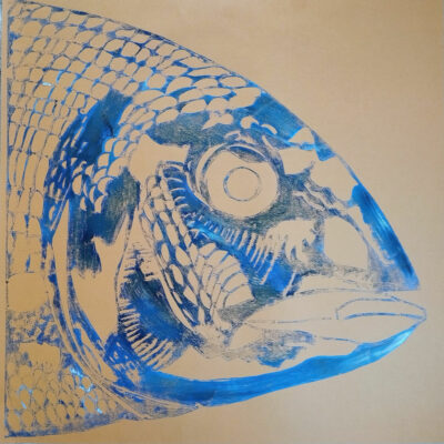 "Tête de daurade n°2"