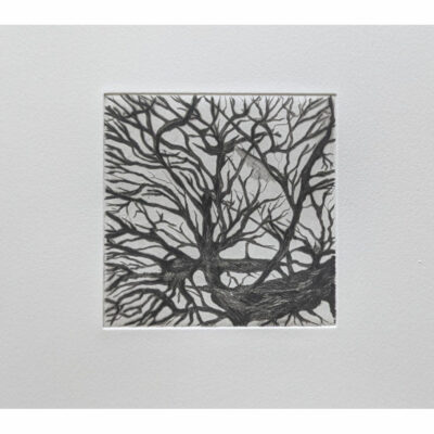 "Catalpa"