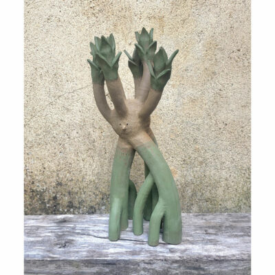 "Mangrove "