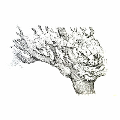 "Arbre à chat"