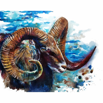 "Mouflon"