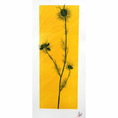 "Empreinte végétale Nigelle"