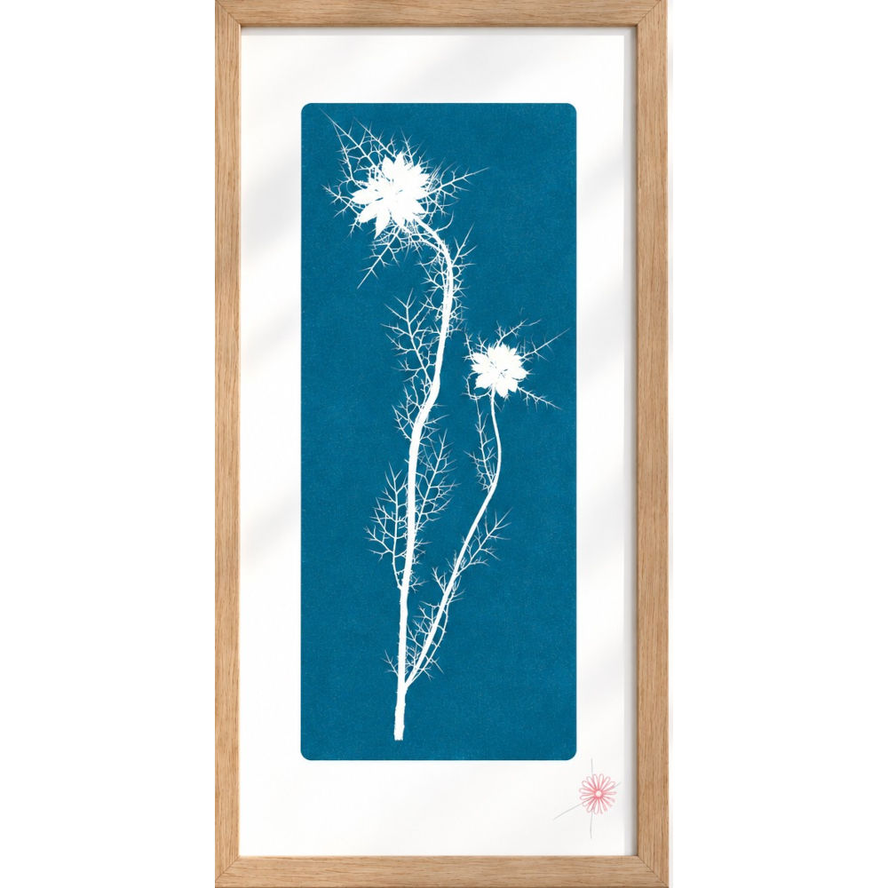 "Nigelle de Damas négatif" – Image 2