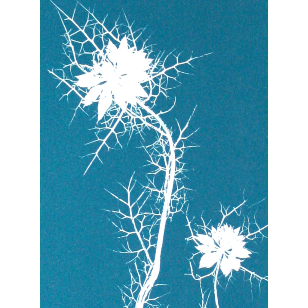 "Nigelle de Damas négatif" – Image 4