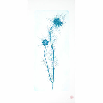 "Nigelle de Damas positif"