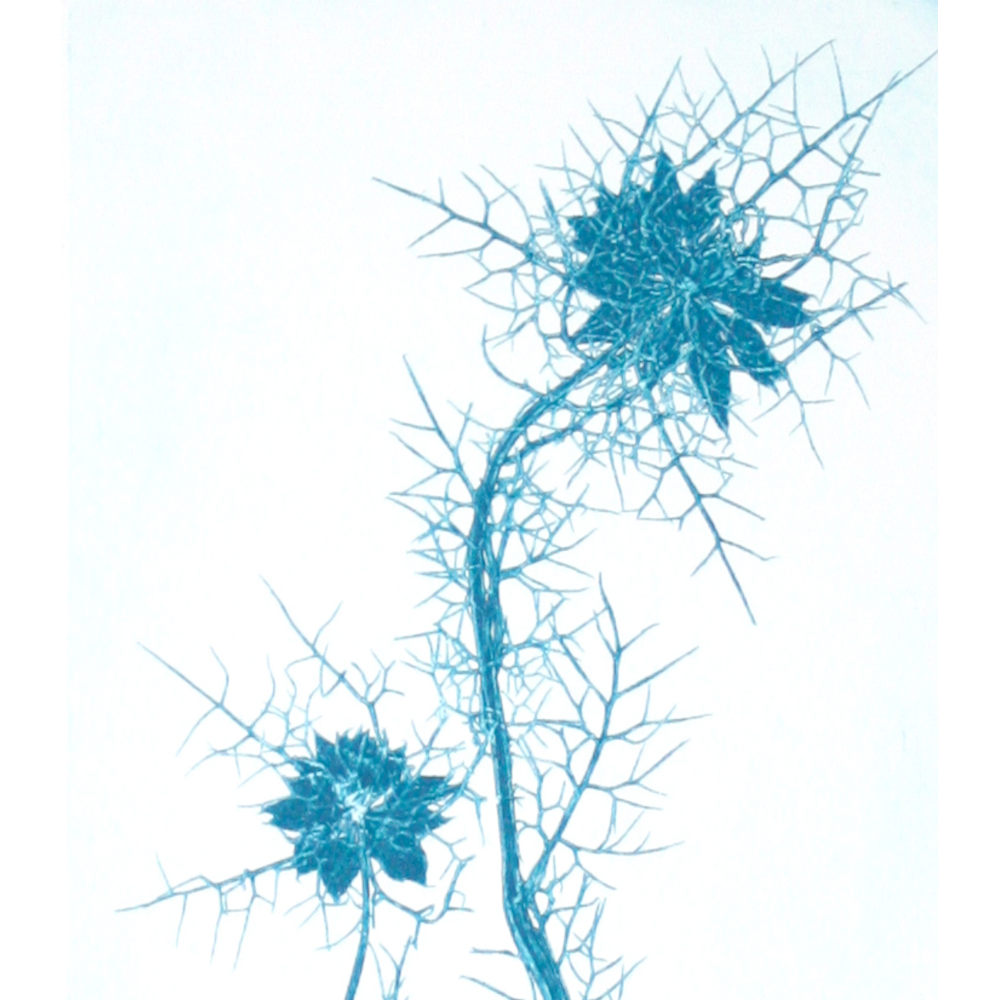 "Nigelle de Damas positif" – Image 3