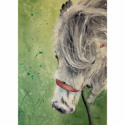 "Petit poney"