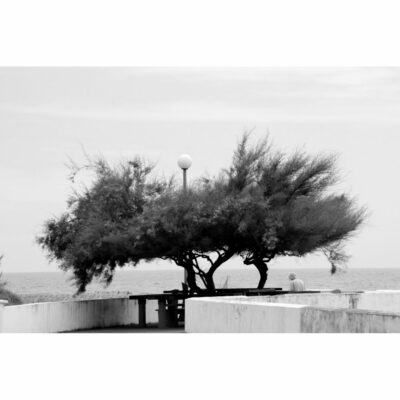 "D: Arbre atlantique"